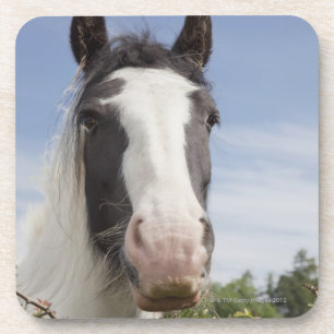 Clydesdale Pferdeporträt Untersetzer