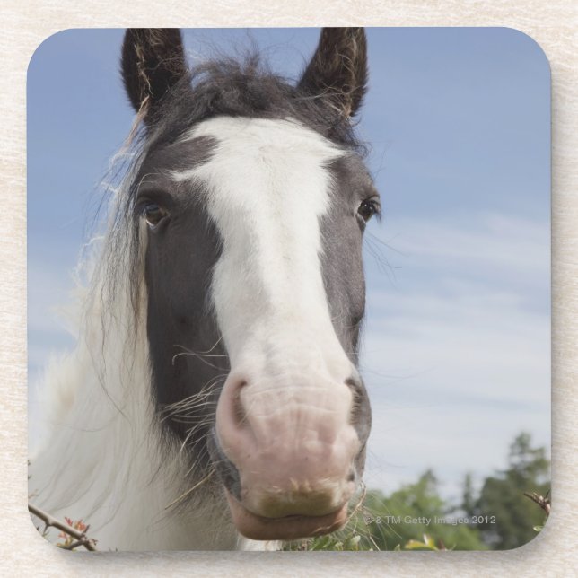 Clydesdale Pferdeporträt Untersetzer (Vorderseite)