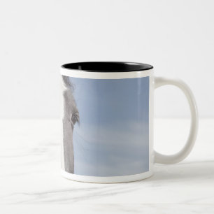 Clydesdale Pferdeporträt Zweifarbige Tasse