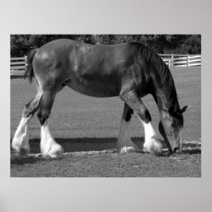 Clydesdale Poster