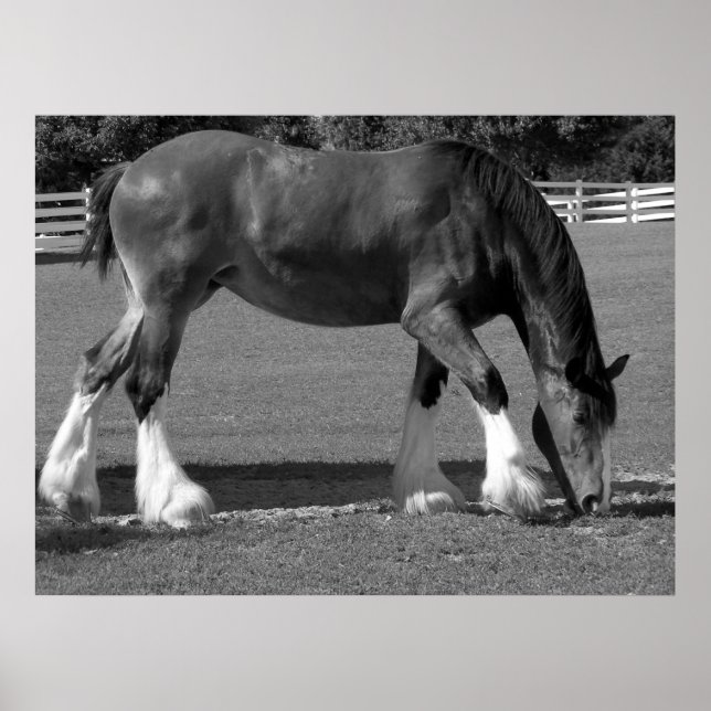 Clydesdale Poster (Vorne)