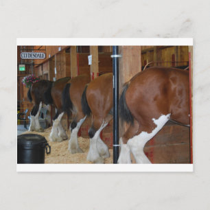 Clydesdale Postkarte