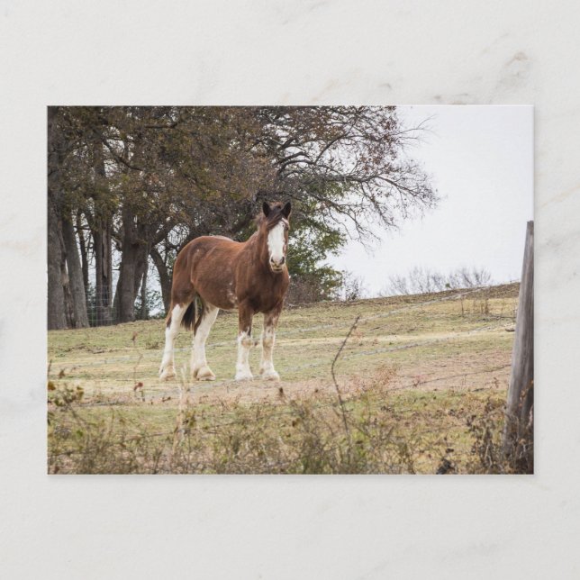 Clydesdale Postkarte (Vorderseite)