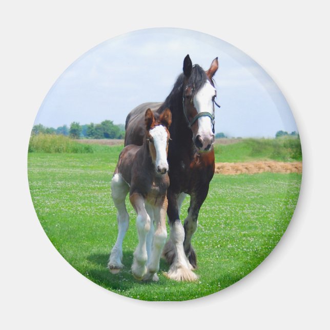 Clydesdale und Filetmagnet Magnet (Vorne)