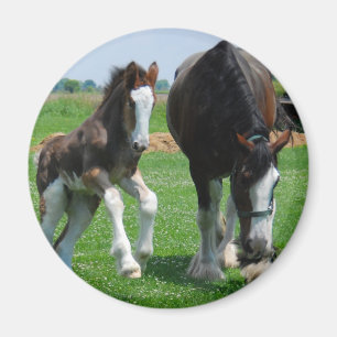clydesdale und Stutenfohlen Magnet