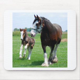 Clydesdale und Stutenfohlen Mousepad