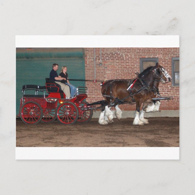 Clydesdales-Karren Postkarte (Vorderseite)