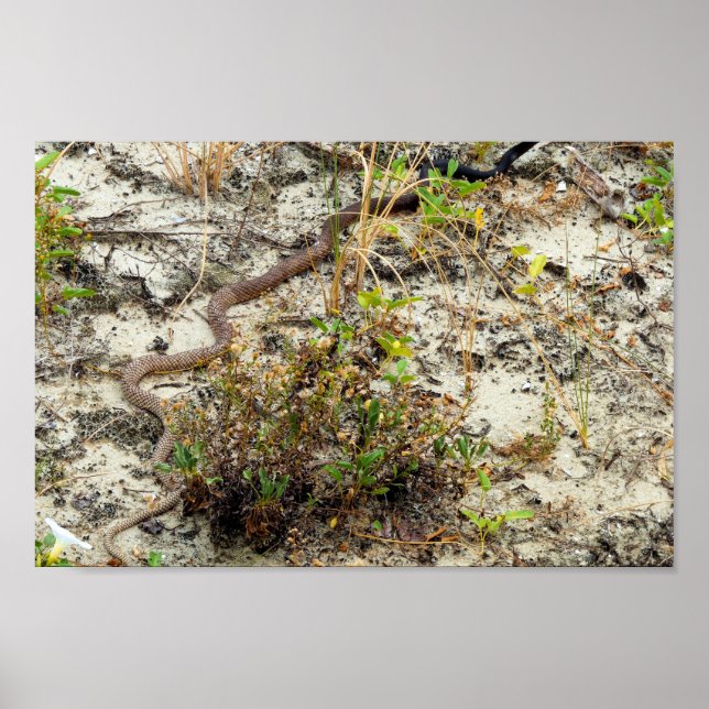 Coachwhip Snake Poster (Vorne)