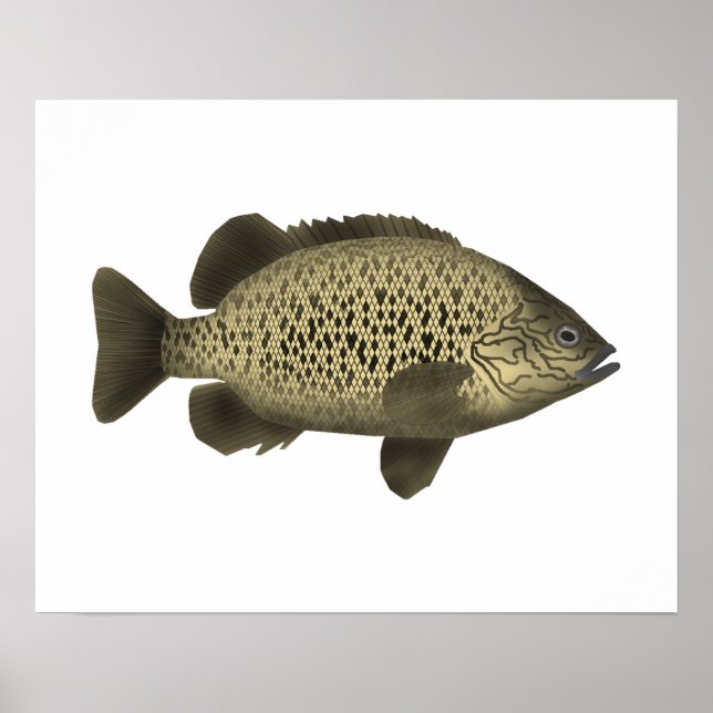 Coal Grunter Poster (Vorne)