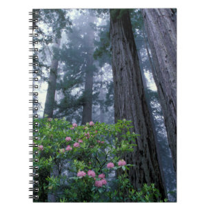 Coast Redwoods and Rhododendrons Notizblock