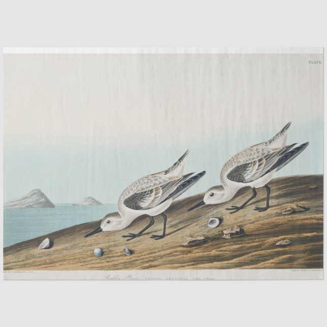 coastal audobon sanderling gulls tissue paper seidenpapier (Vorderseite)