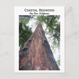 Coastal Redwood - Big Sur, Kalifornien Postkarte