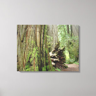 Coastal Redwood Trees Canvas Prints Forests Leinwanddruck