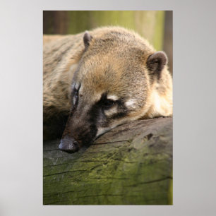 Coati-Nahaufnahme-Plakat Poster