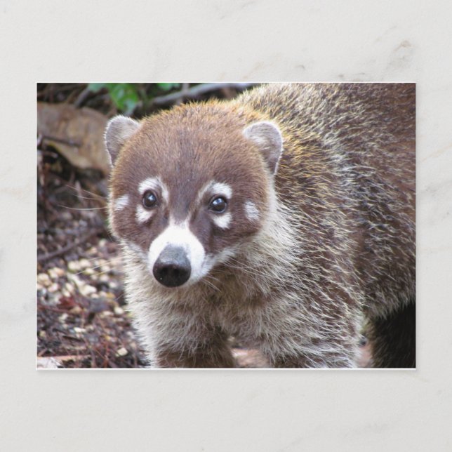 Coati Postcard Postkarte (Vorderseite)