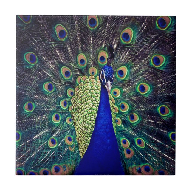 Cobalt Blue Peacock Fliese (Vorderseite)
