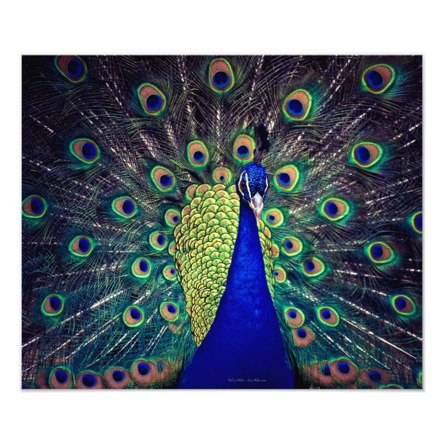 Cobalt Blue Peacock Fotodruck (Vorne)