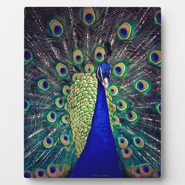 Cobalt Blue Peacock Fotoplatte (Vorderseite)