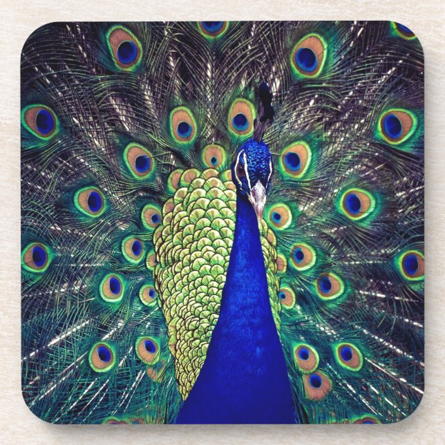 Cobalt Blue Peacock Getränkeuntersetzer (Vorderseite)