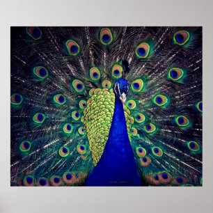 Cobalt Blue Peacock Poster