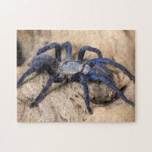 Cobalt Blue Tarantula Spider
