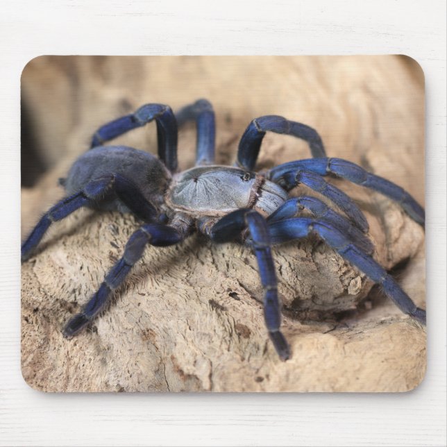Cobalt Blue Tarantula Spider Mousepad (Vorne)