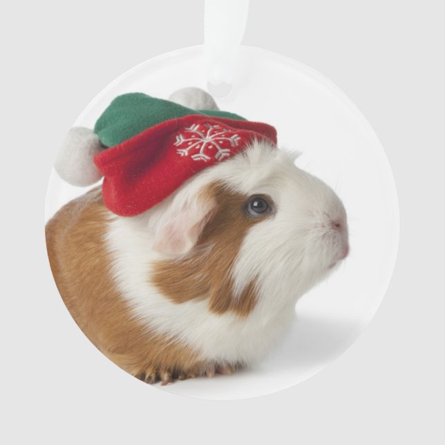 Cobaye mignon avec le casquette de Noël sur le (devant)