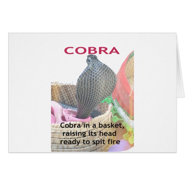 Cobra dans un panier Prêt à cracher le feu (Devant horizontal)