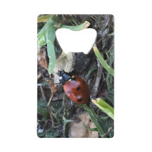 Coccinelle