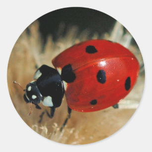 Coccinelle - autocollants de Madame scarabées