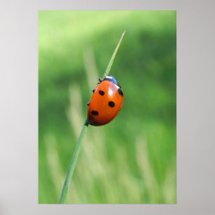 Coccinelle sur un brin d'herbe Affiche
