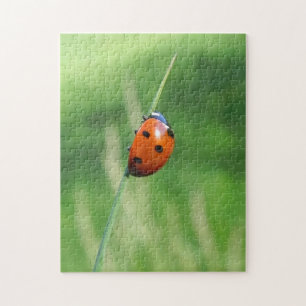 Coccinelle sur un brin d'herbe Puzzle