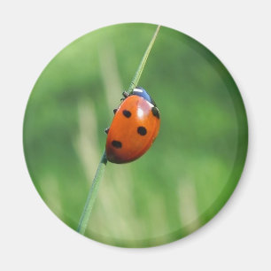Coccinelle sur une brin d'herbe Aimant