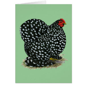 Cochin a chiné la poule