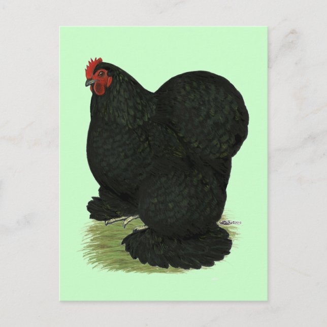 Cochin: Black Hen Postkarte (Vorderseite)