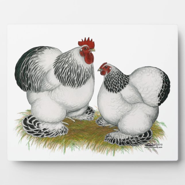 Cochin Columbian Bantams Fotoplatte (Vorderseite)