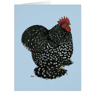 Cochin : Coq mouillé