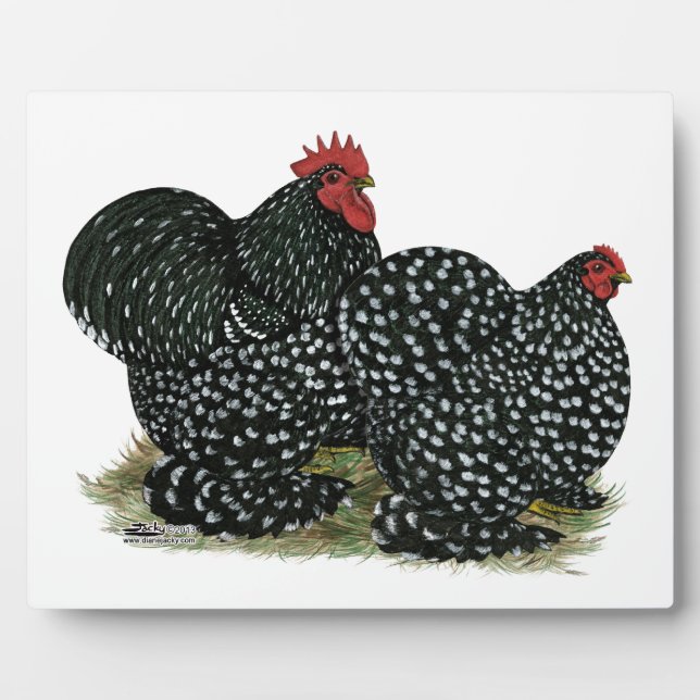 Cochin Mottles Chickens Fotoplatte (Vorderseite)