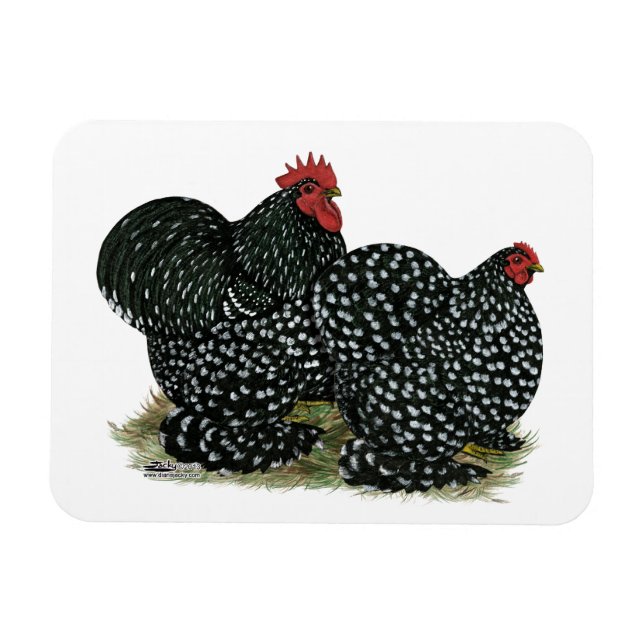 Cochin Mottles Chickens Magnet (Horizontal)
