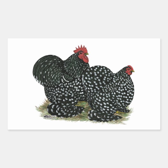 Cochin Mottles Chickens Rechteckiger Aufkleber (Vorderseite)