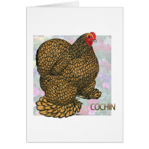 Cochin :  poule Or-lacée