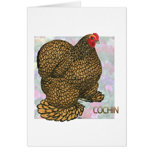 Cochin :  poule Or-lacée (Devant)