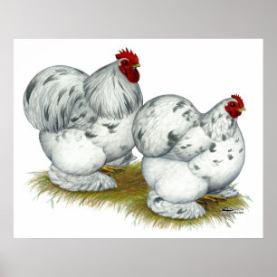 Cochin: Splash Bantams Poster