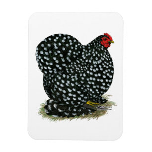 Cochin sprenkelte Henne Magnet