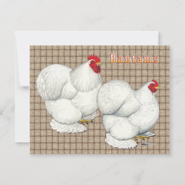 Cochin: Weiße Bantams (Vorderseite)