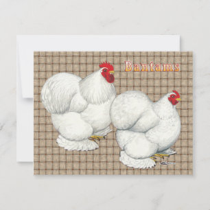 Cochin: Weiße Bantams