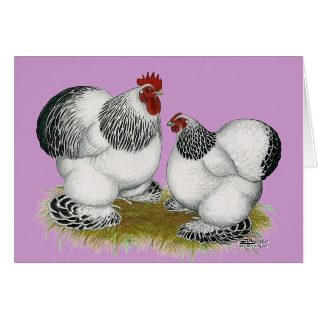 Cochins : Bantams colombiens (Devant Horizontal)