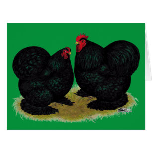Cochins Black Bantam Pair