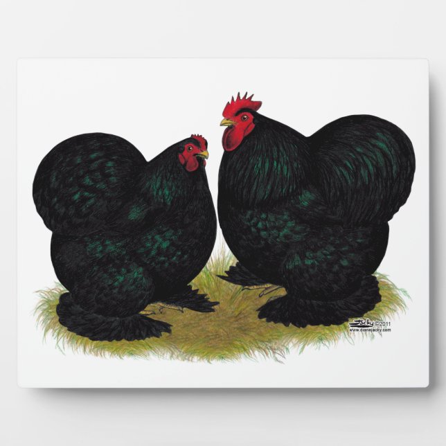 Cochins Black Bantam Pair Fotoplatte (Vorderseite)