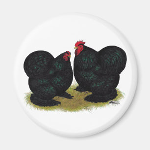 Cochins Black Bantam Pair Magnet